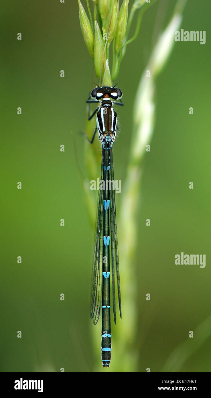 A female Azure Damselfly resting on a blade of grass Stock Photo - Alamy