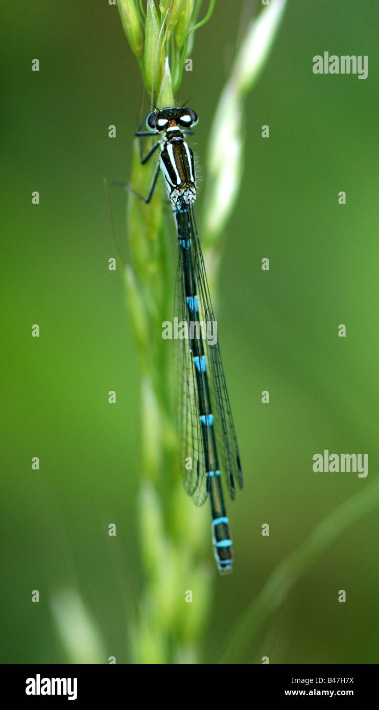 A female Azure Damselfly resting on a blade of grass Stock Photo - Alamy