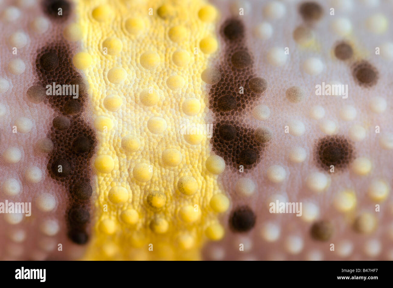 Extreme Close Up Of A Baby Leopard Gecko Skin Stock Photo