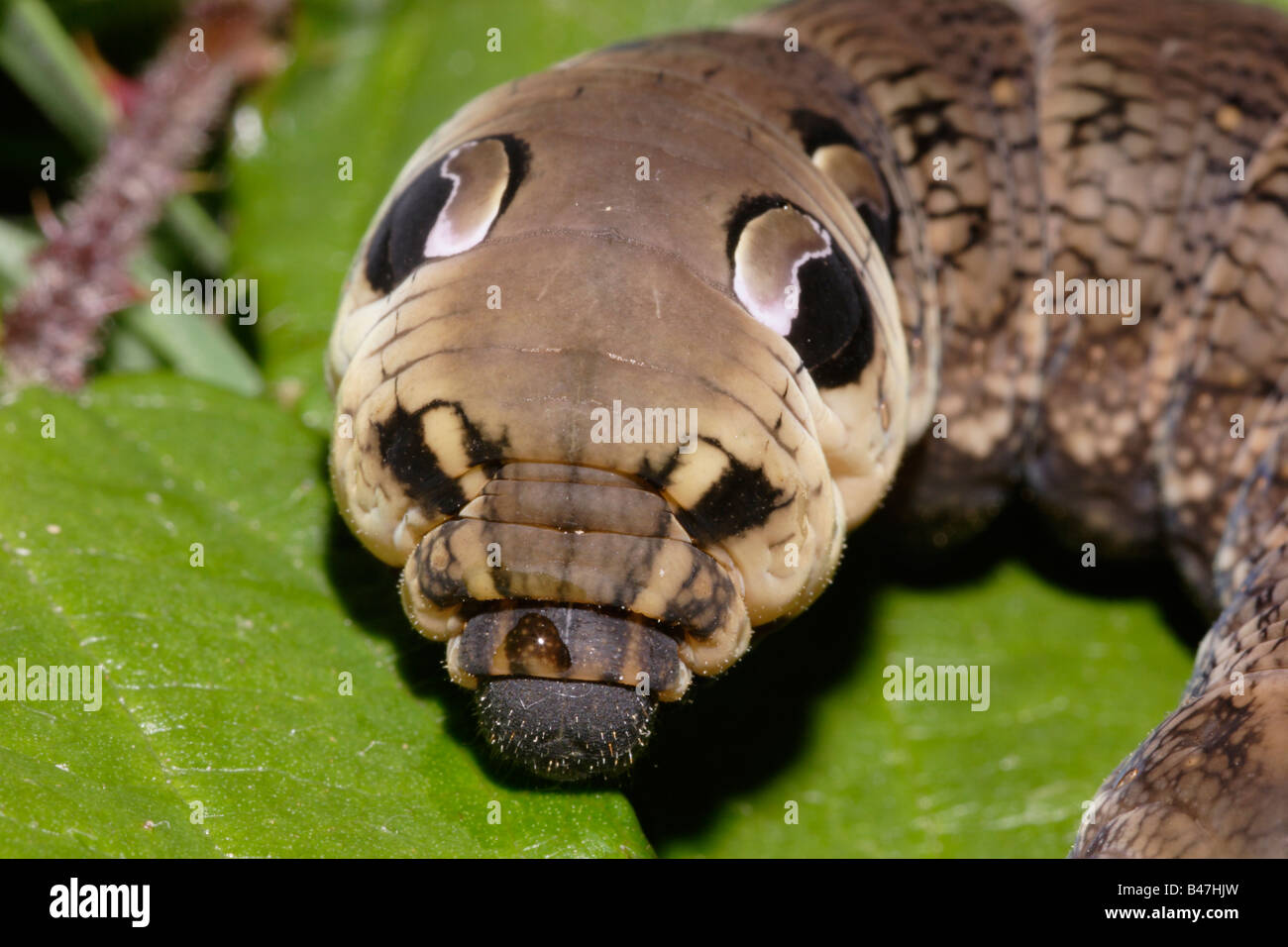 Elephant hawk moth Deilephila elpenor Sphingidae caterpillar with eyespots mimicking a small snake UK Stock Photo