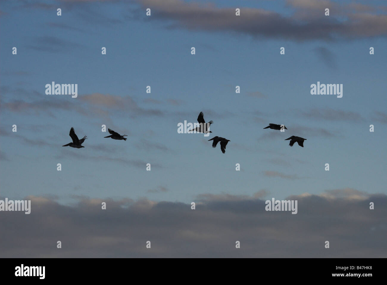 Six Brown Pelicans dawn flight Stock Photo