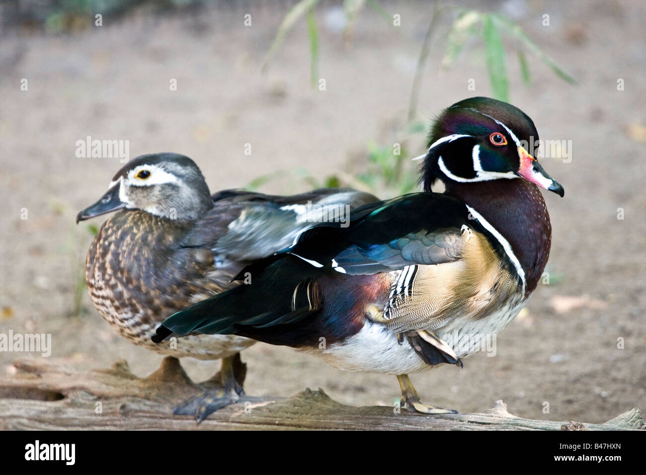 Wood Ducks male and female Stock Photo