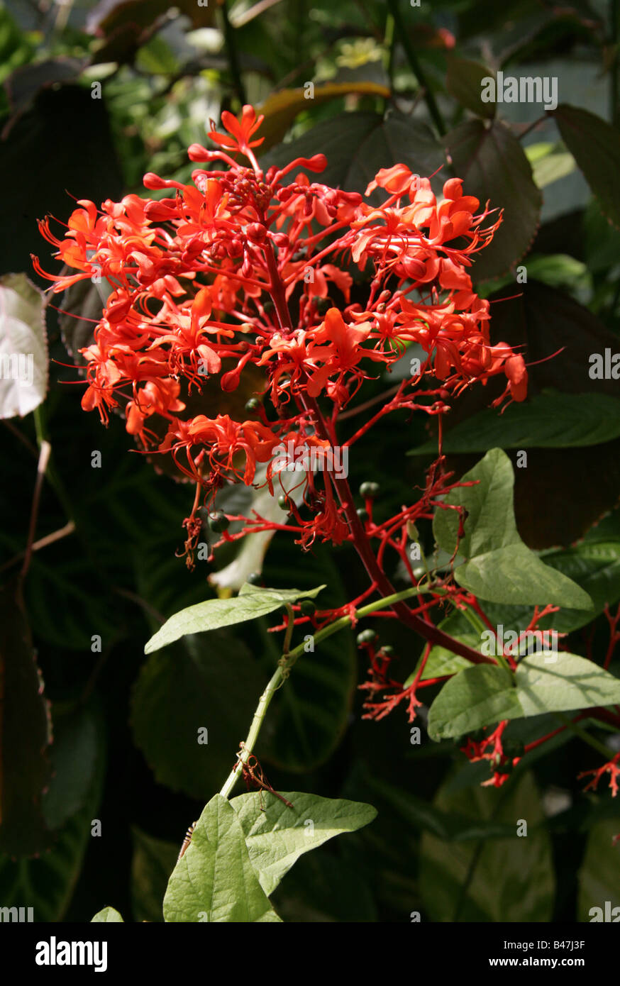 Flaming Glory Bower aka Pagoda Flower, Javanese Glorybower or Giant Salvia, Clerodendrum speciosissimum, Lamiaceae. Stock Photo