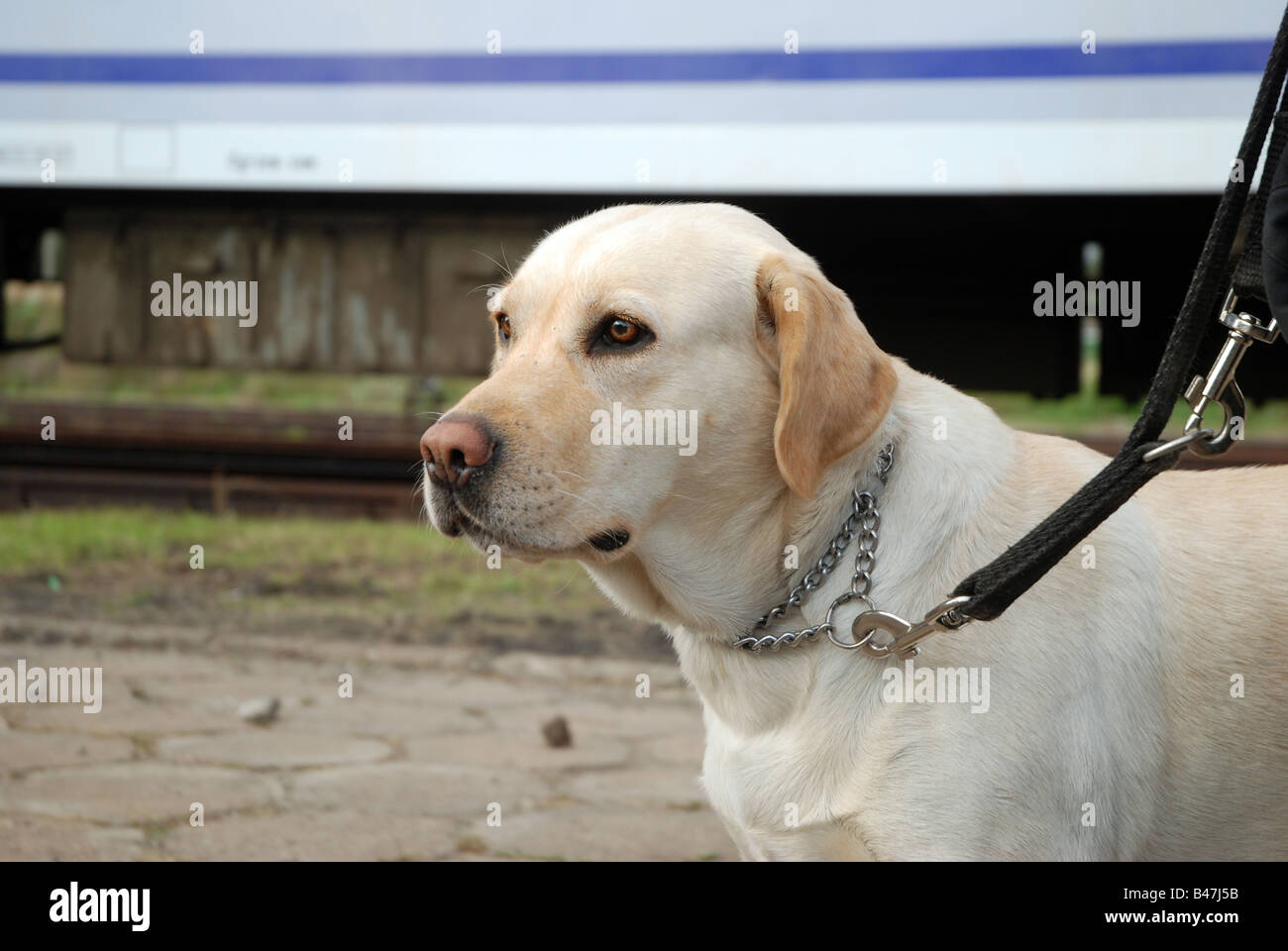 Labrador store police dog