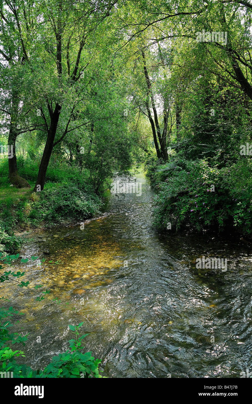 Tezze sul Brenta,Italy,a stream in a wood Stock Photo