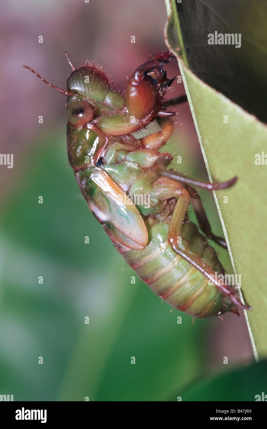 night shoot of a cicada larva climbed on a leaf just before metamorphosis into an adult insect 17 year old Stock Photo