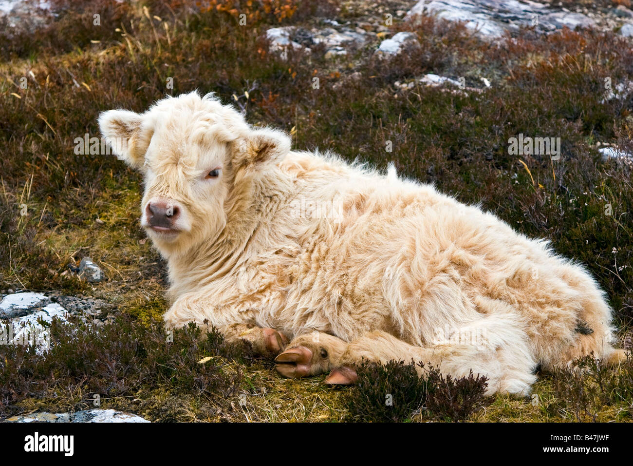 White Highland Cow High Resolution Stock Photography and Images - Alamy