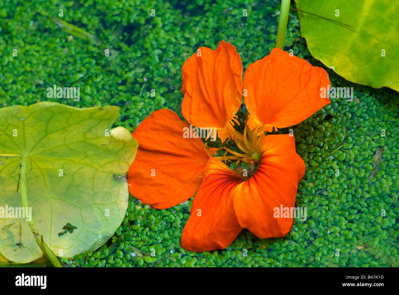 nasturtium flower in a pond of duck weed Stock Photo
