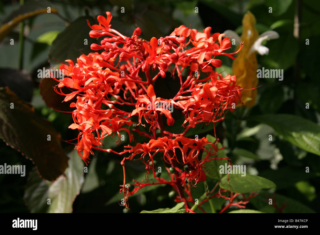 Java Glory Flower Flaming Glory Bower aka Pagoda Flower, Javanese Glorybower or Giant ...
