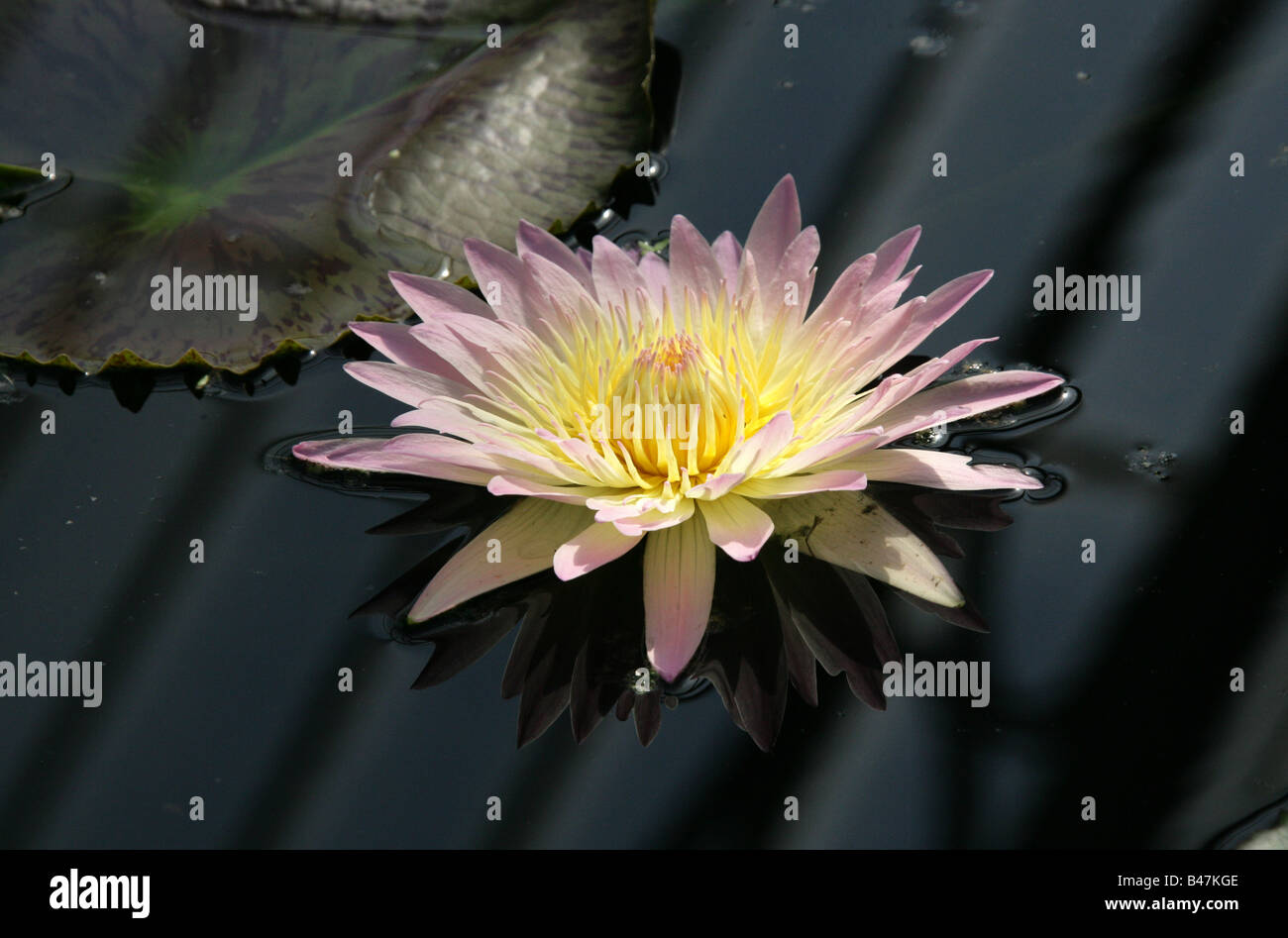 Water Lily, Nymphaea Day Glow, Nymphaeaceae Stock Photo