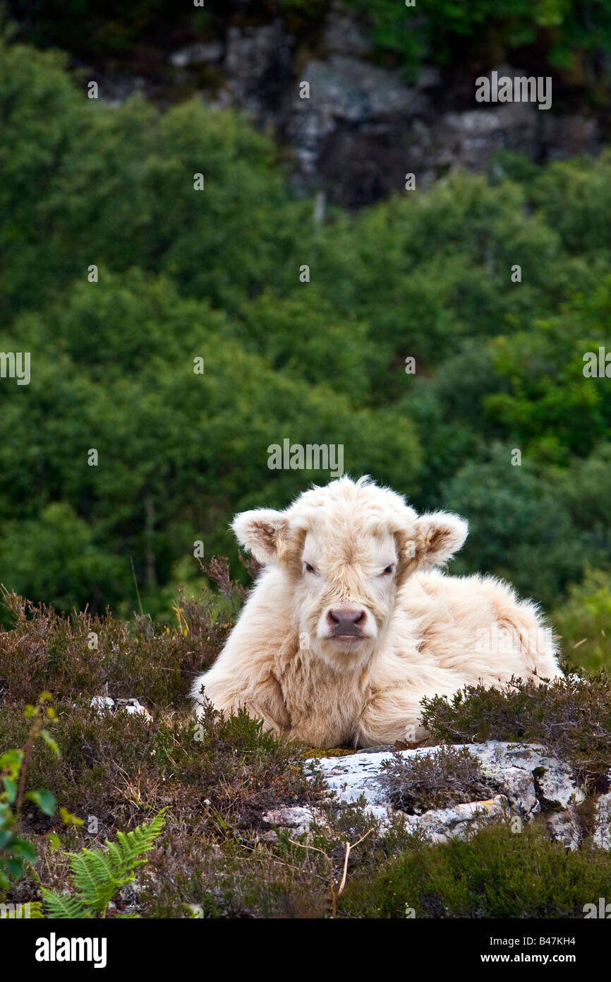 Cow sitting down hi-res stock photography and images - Alamy