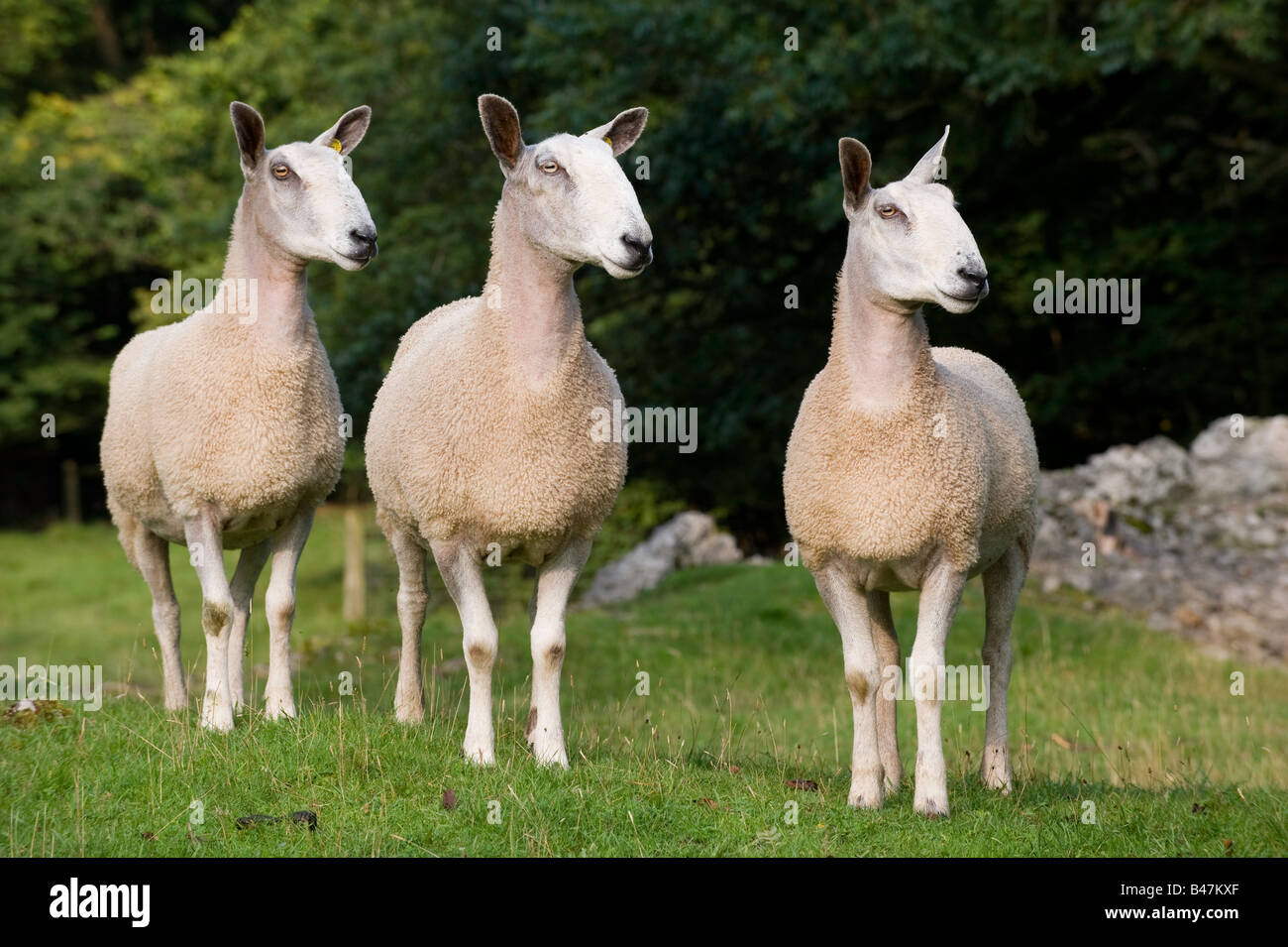 Flock of Blue Faced Leicester ewes in field Silverdale Lancashire England Stock Photo