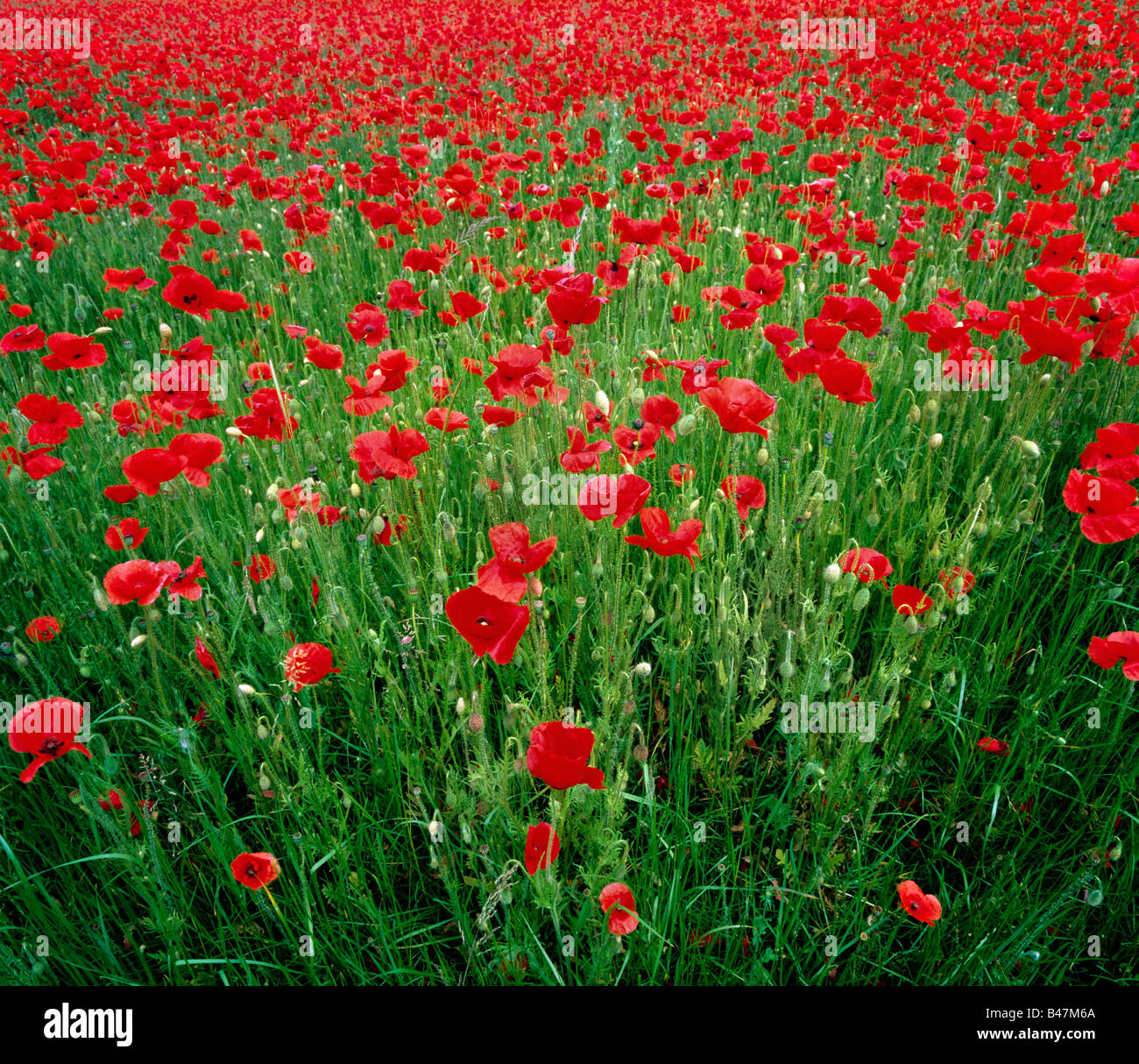 Field of bright red poppies. Stock Photo