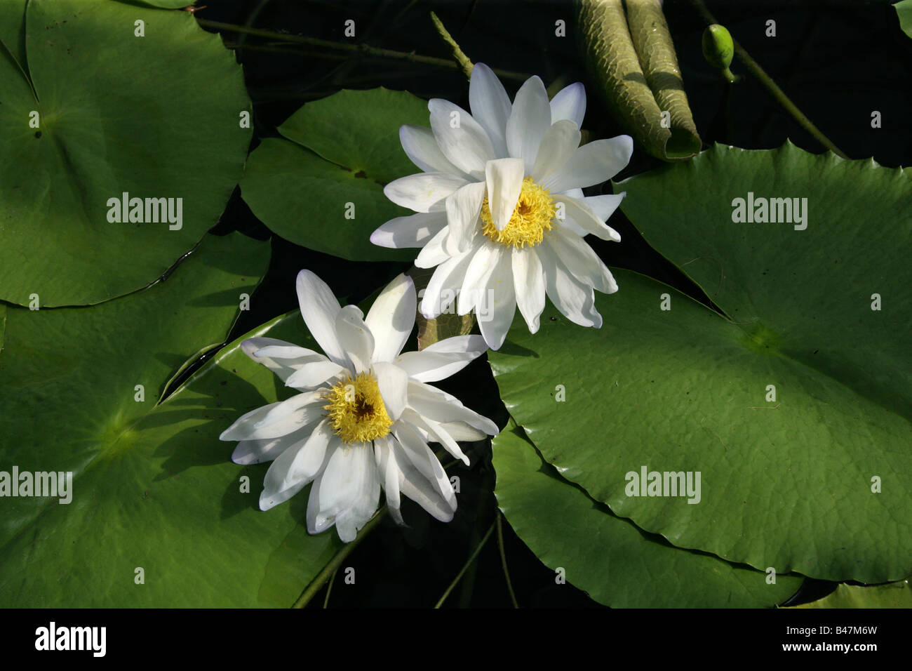 Water Lily, Nymphaea violacea, Nymphaeaceae, Australia Stock Photo