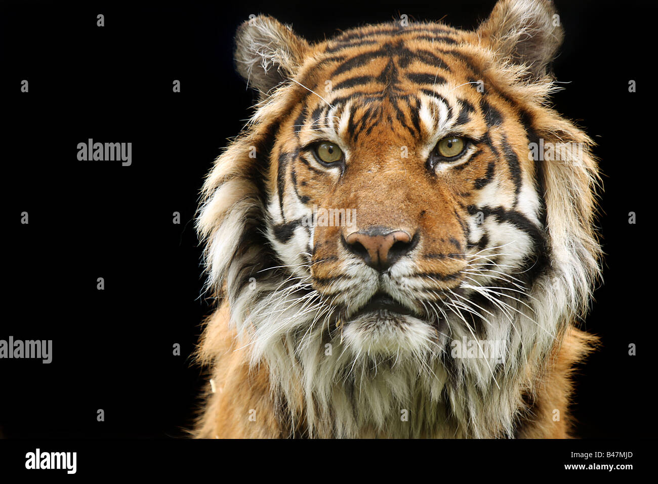 Closeup of a Sumatran Tiger Stock Photo