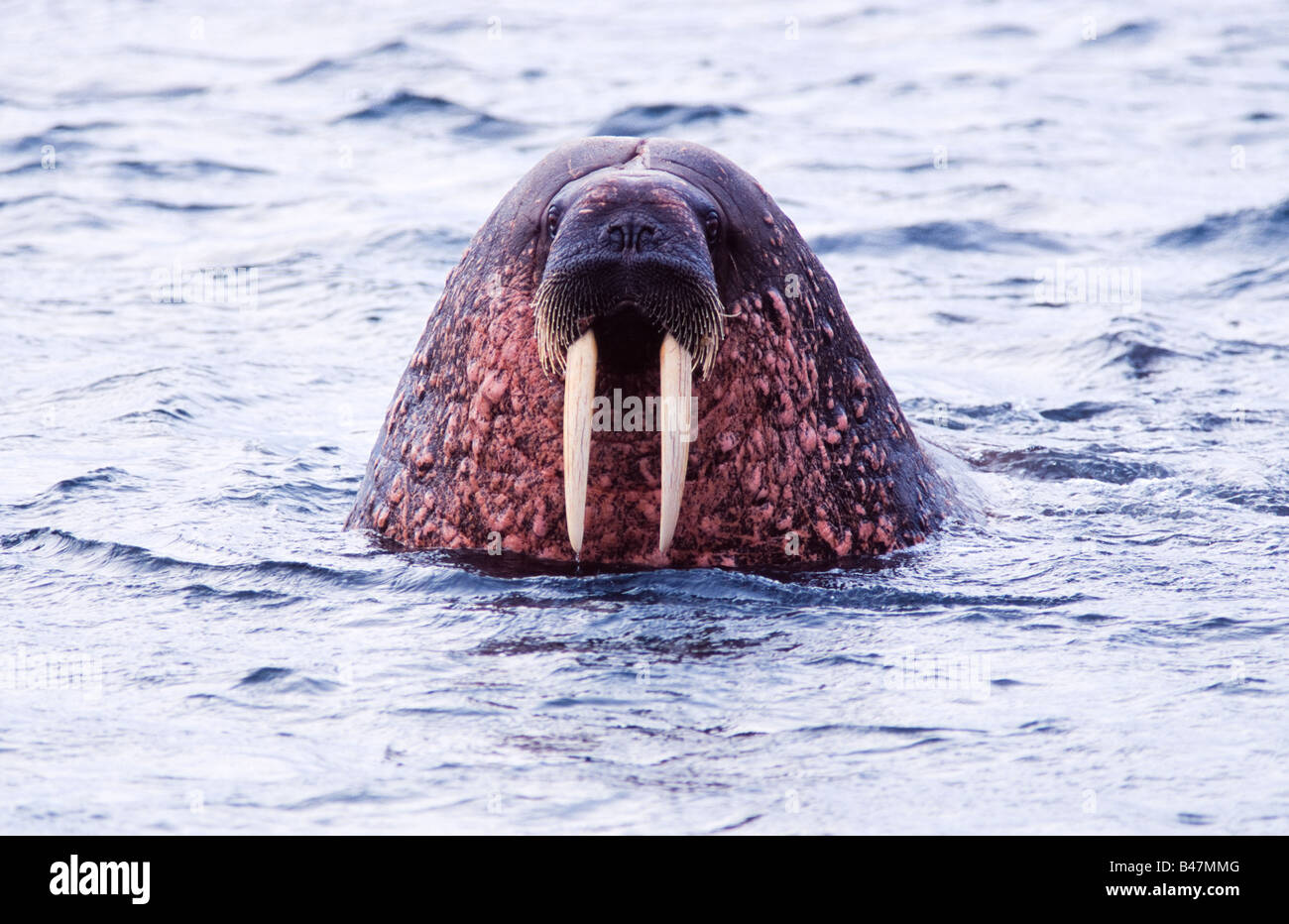 Valross Valross hi-res stock photography and images - Alamy
