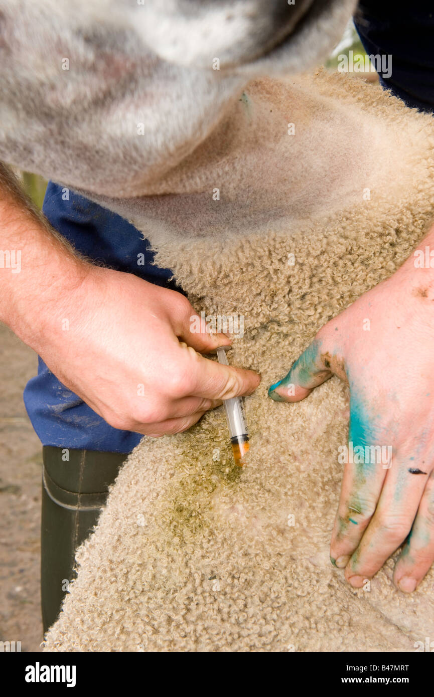 Vet administering an injection of antibiotics into an ill sheep ...