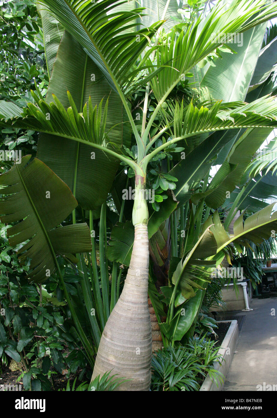 Bottle Palm Hyophorbe lagenicaulis in the Palm House, Kew Gardens, London Stock Photo