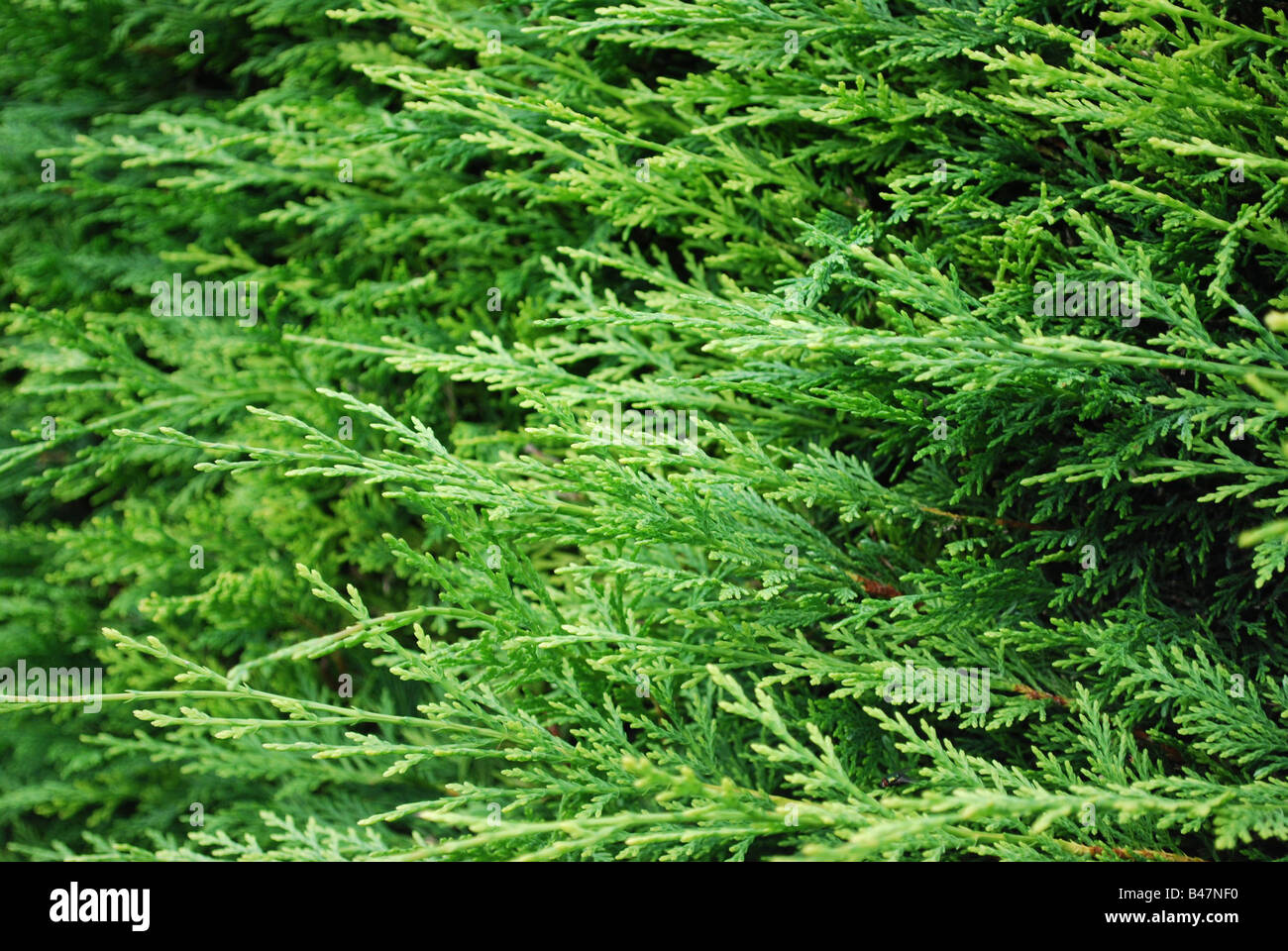 Leylandii hedge Stock Photo