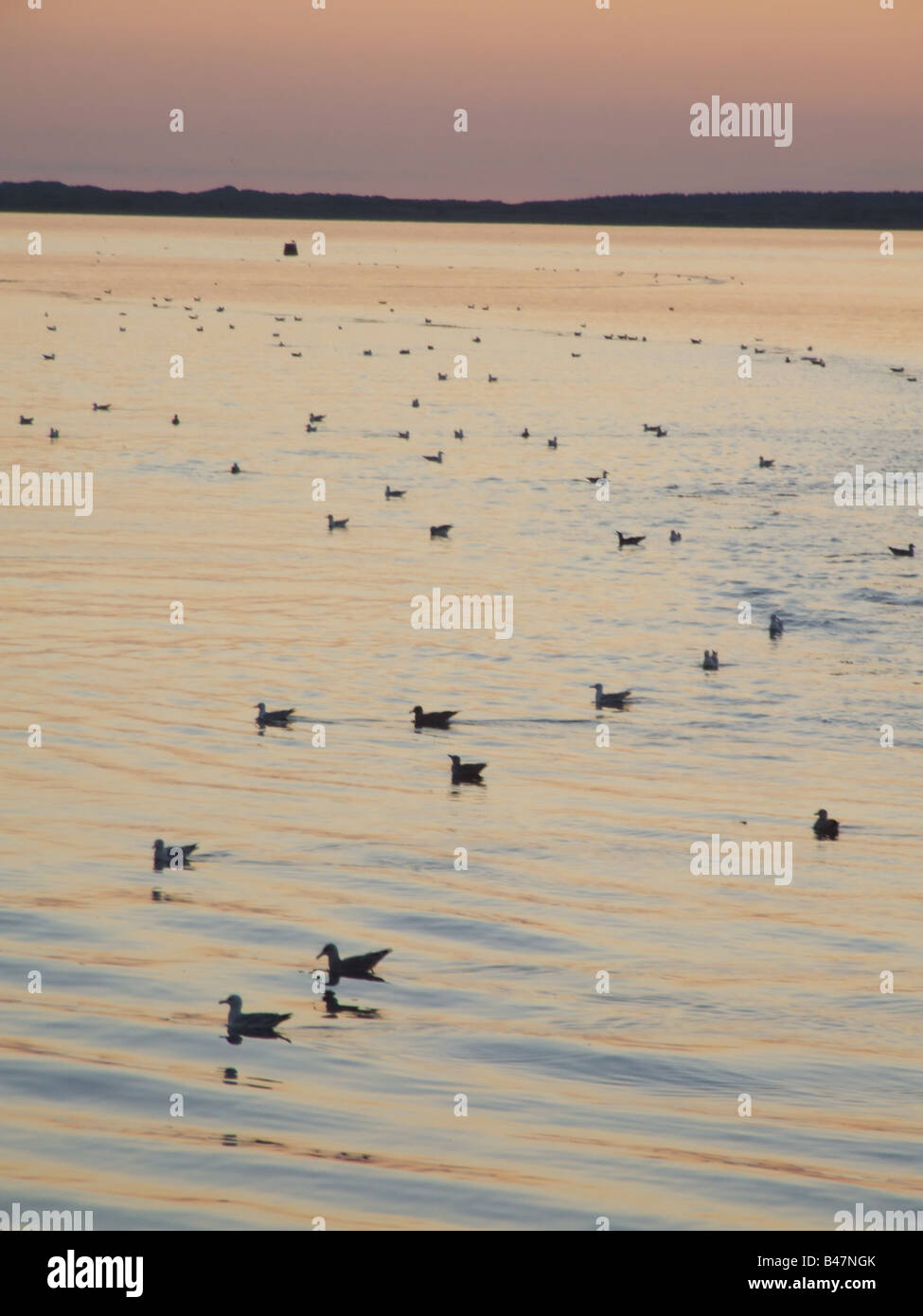 lots of gulls swimming in caernarfon bay, wales Stock Photo Alamy