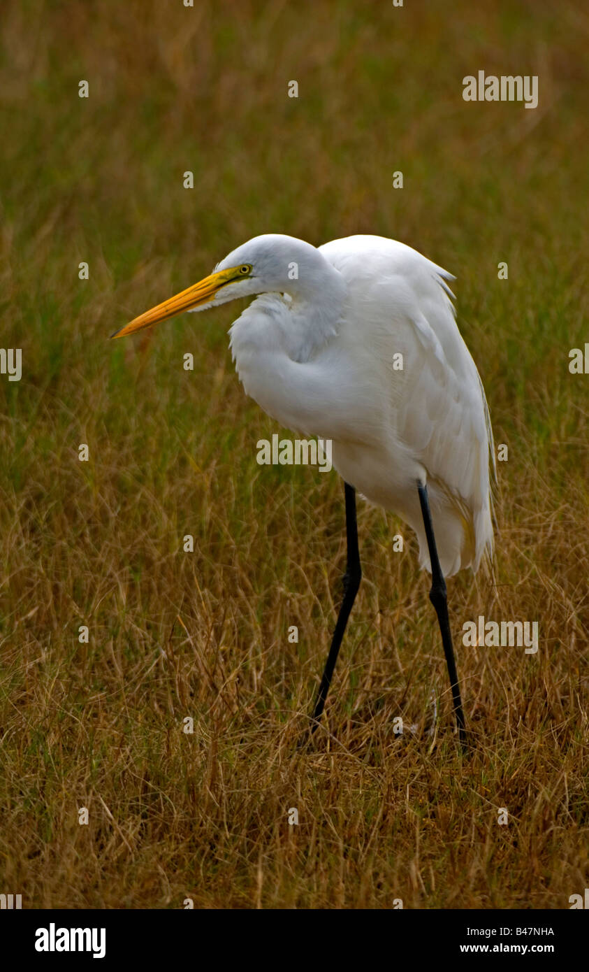 Great Egret hunting stalking wading water bird Stock Photo