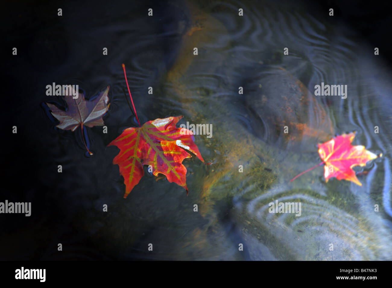 Fallen red sugar maple leaves floating on water Stock Photo