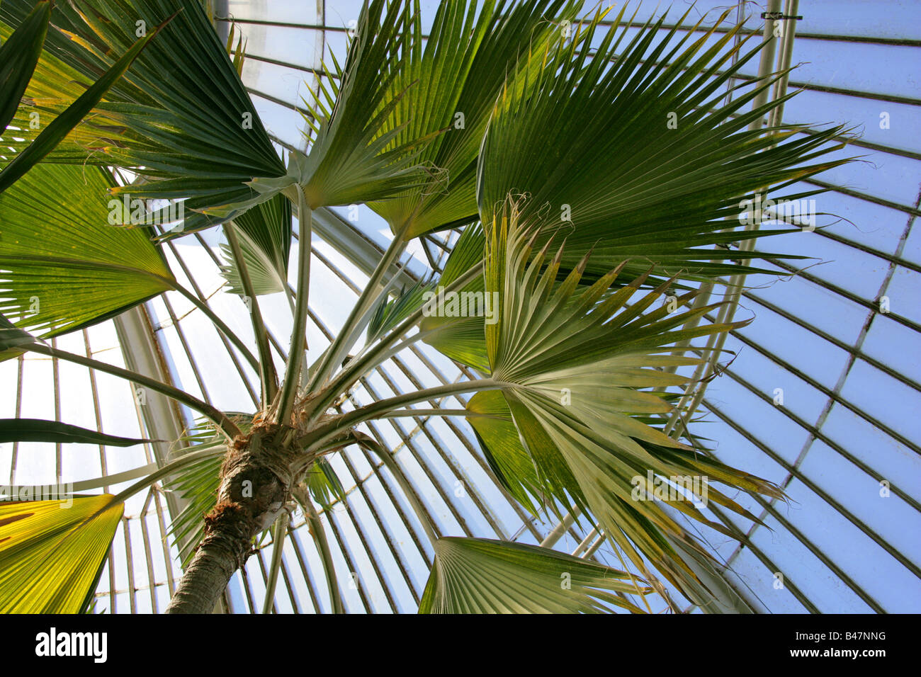Loulu Palm aka Loulou Lelo Palm, Molokai Fan Palm and Hillebrand Palm, Pritchardia hillebrandii. Hawaii Stock Photo