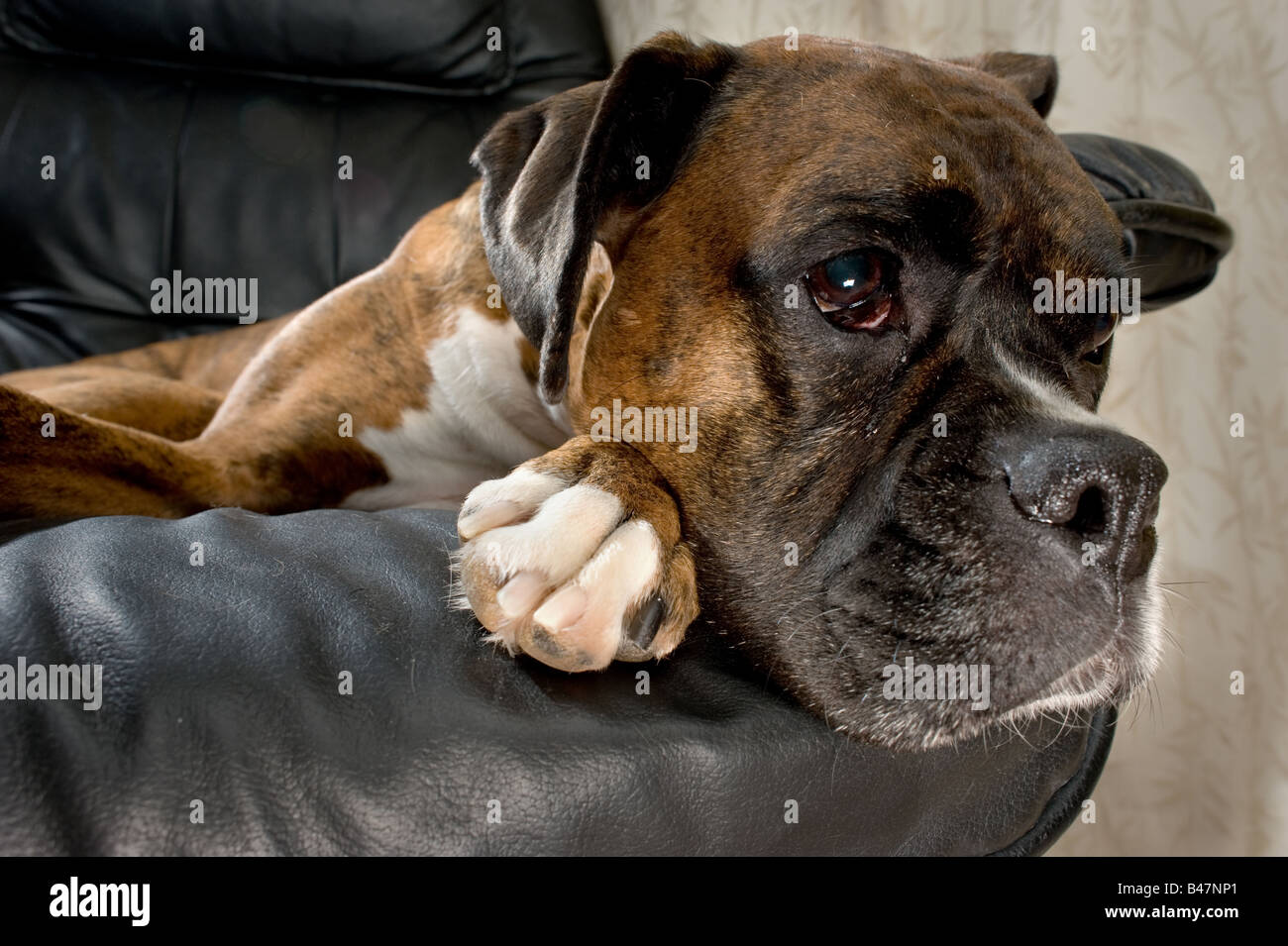 Close up of a brown and white boxer dog on a black leather chair looking sad Stock Photo