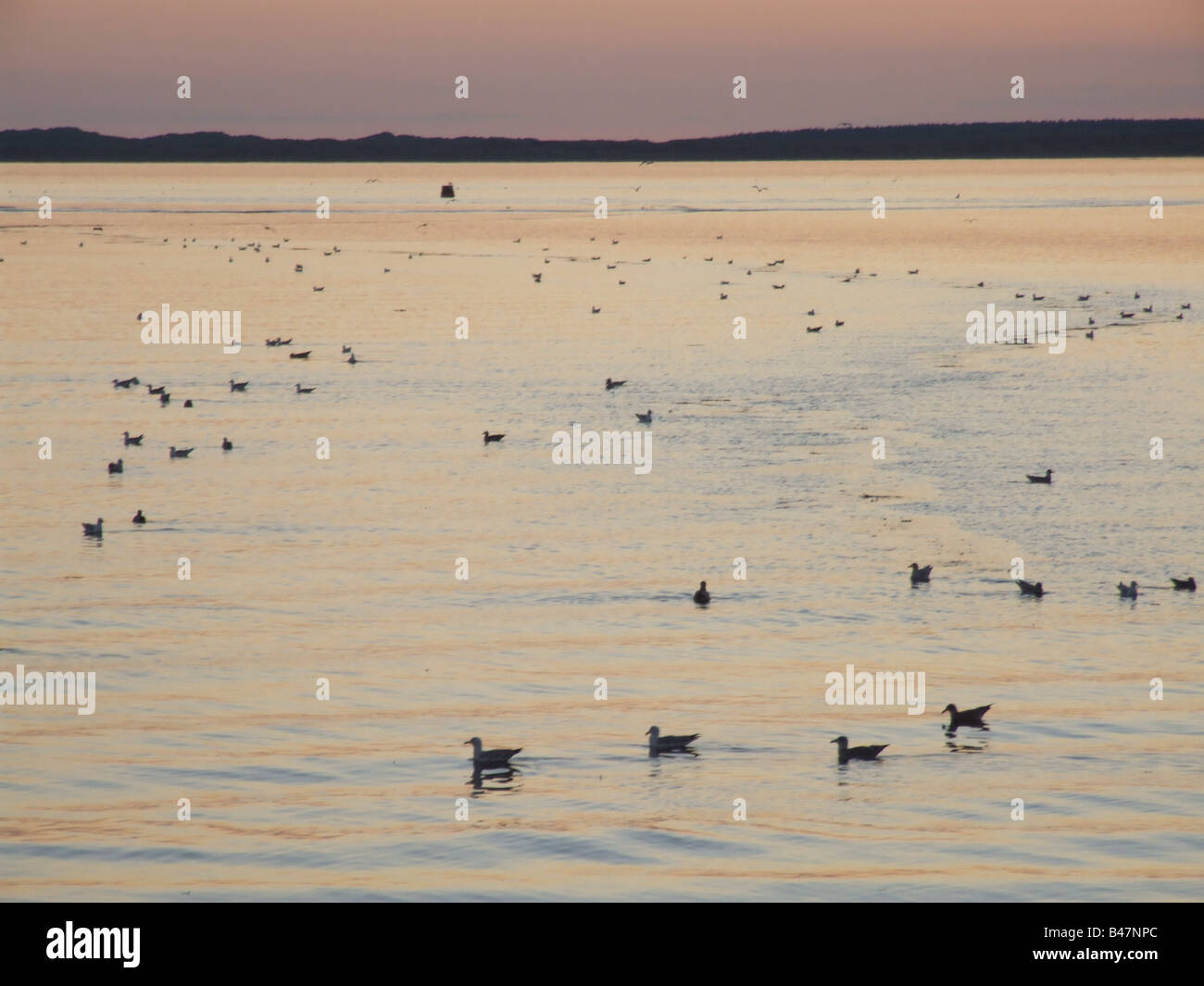 lots of gulls swimming in caernarfon bay, wales Stock Photo Alamy