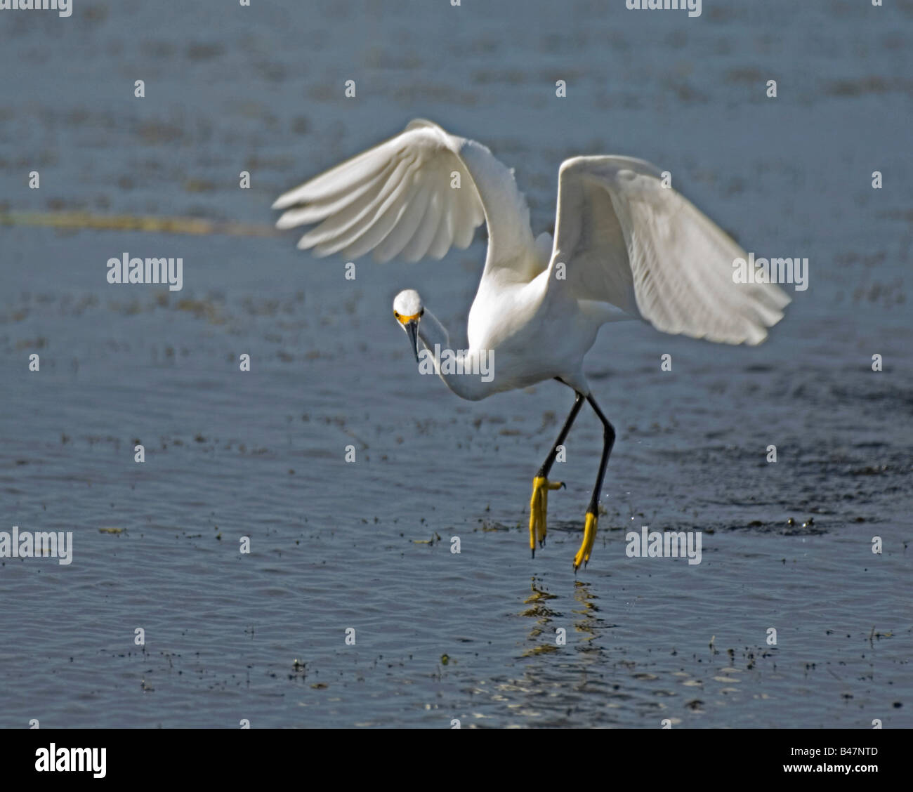 Snowy Egret Flying hunting stalking wading water bird Stock Photo