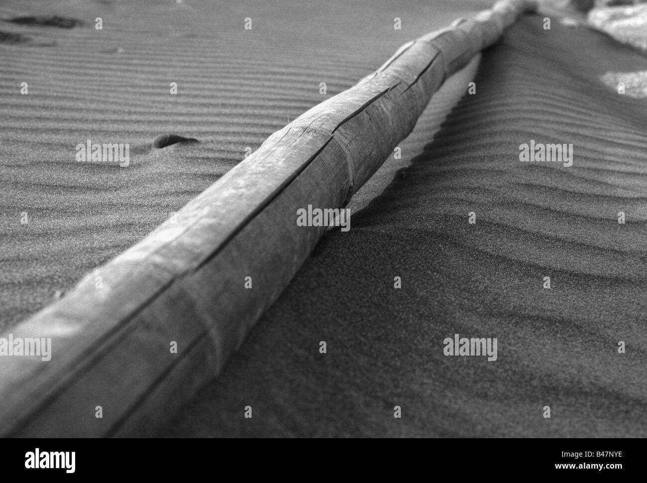 Bamboo driftwood in windblown sand at a beach. Stock Photo