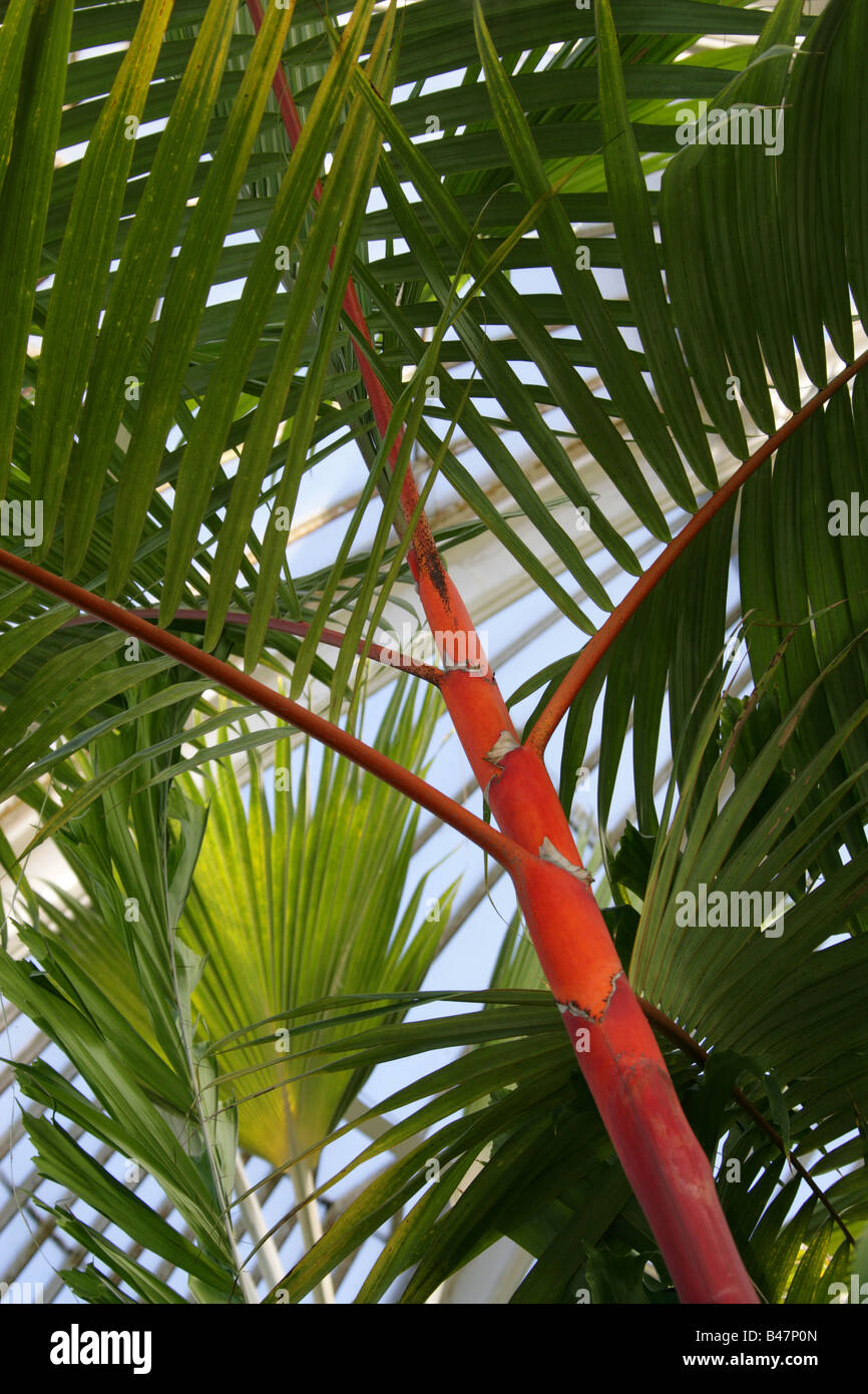 Red Sealing Wax Palm aka Lipstick Palm or Rajah Palm Cyrtostachys renda Stock Photo