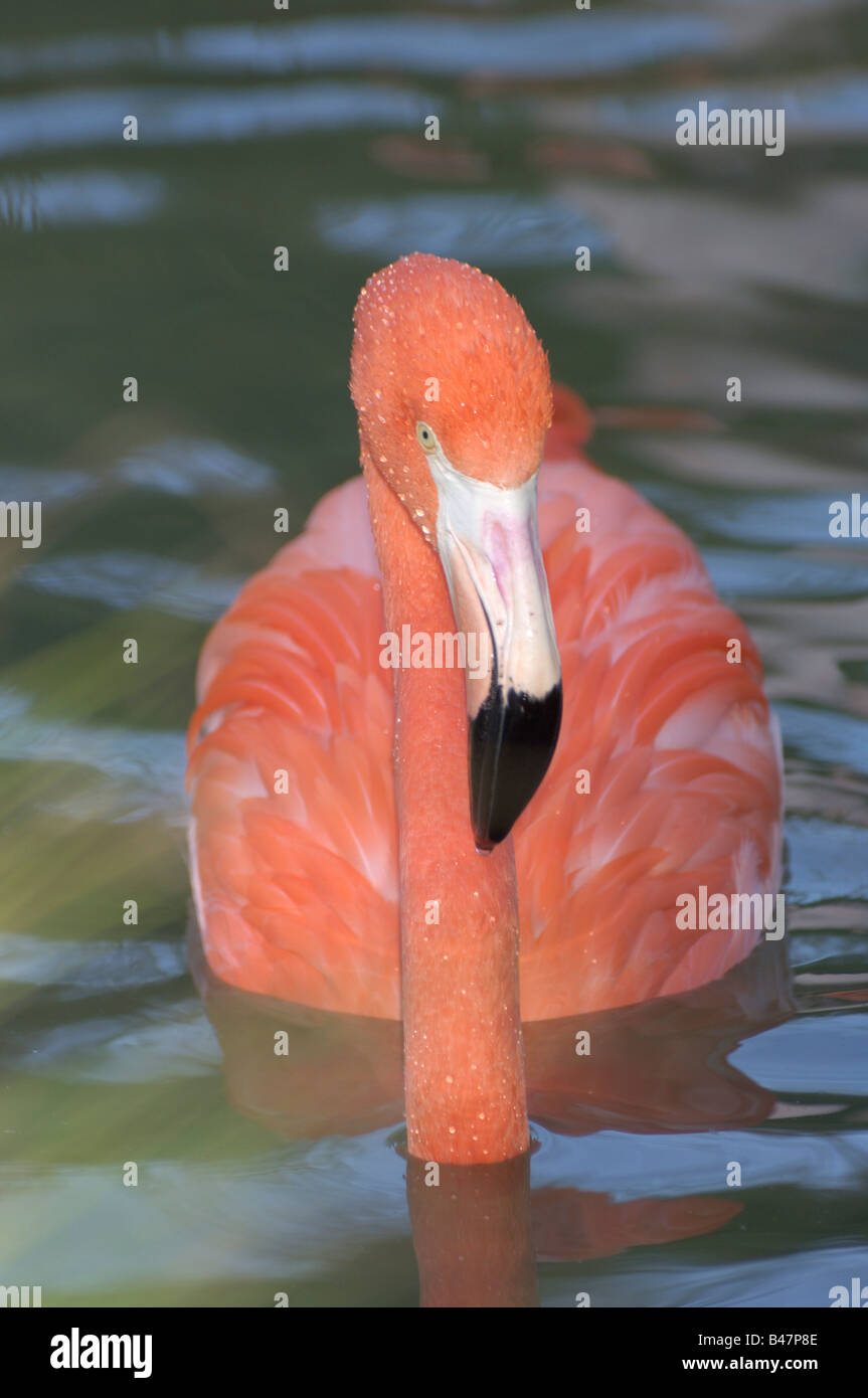 flamingo-wet-swimming-wading-bird-shore-bird-stock-photo-alamy