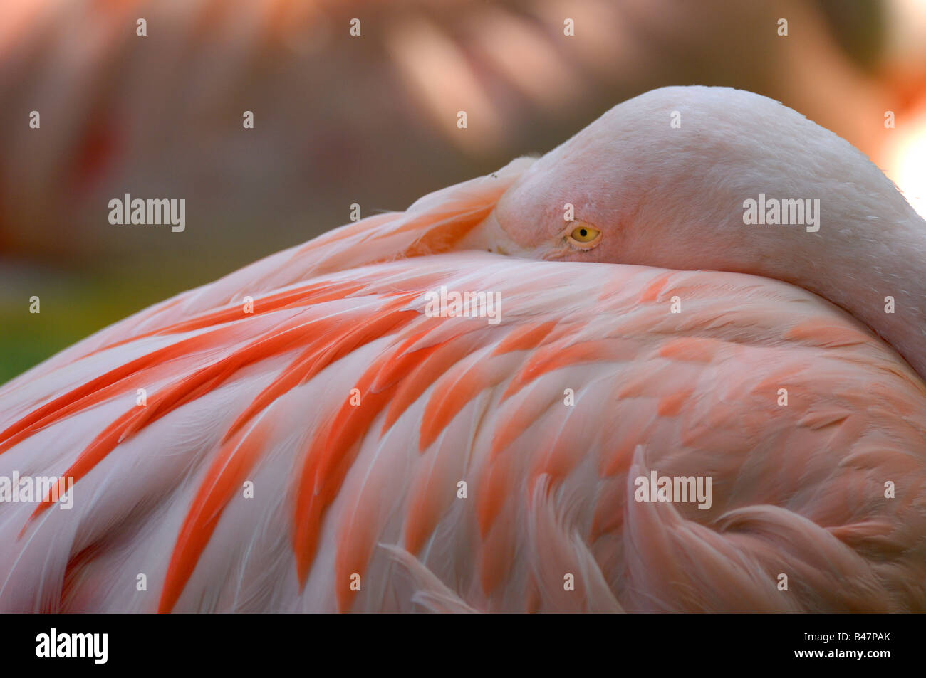flamingo resting preening wading bird shore bird Stock Photo