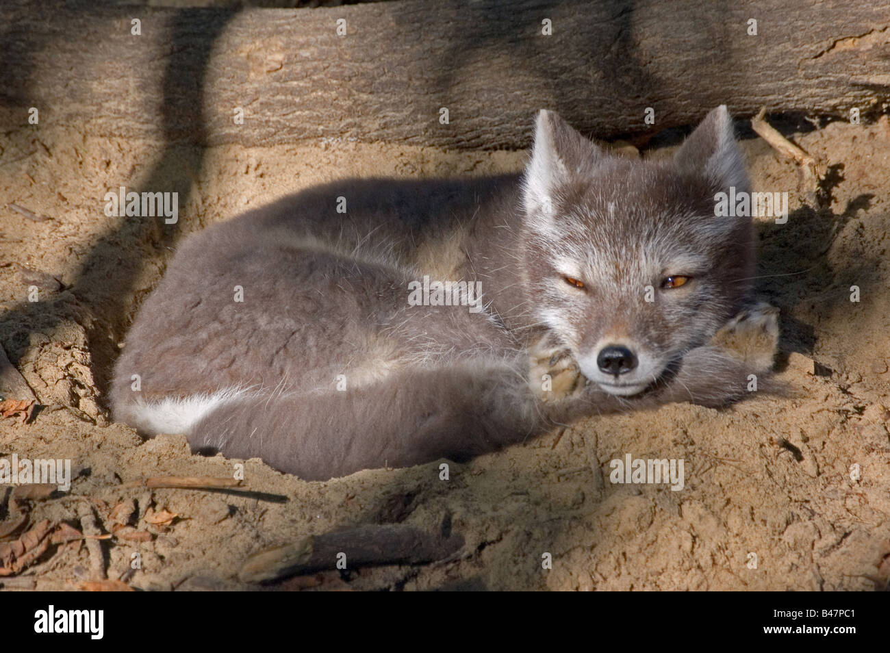 Awake Fox Waking Arctic Fox Stock Photo - Alamy