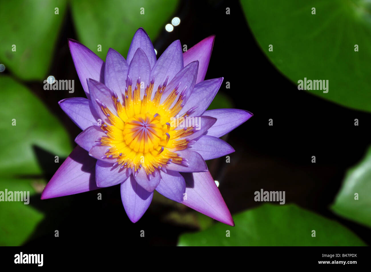 water lilly flower Stock Photo