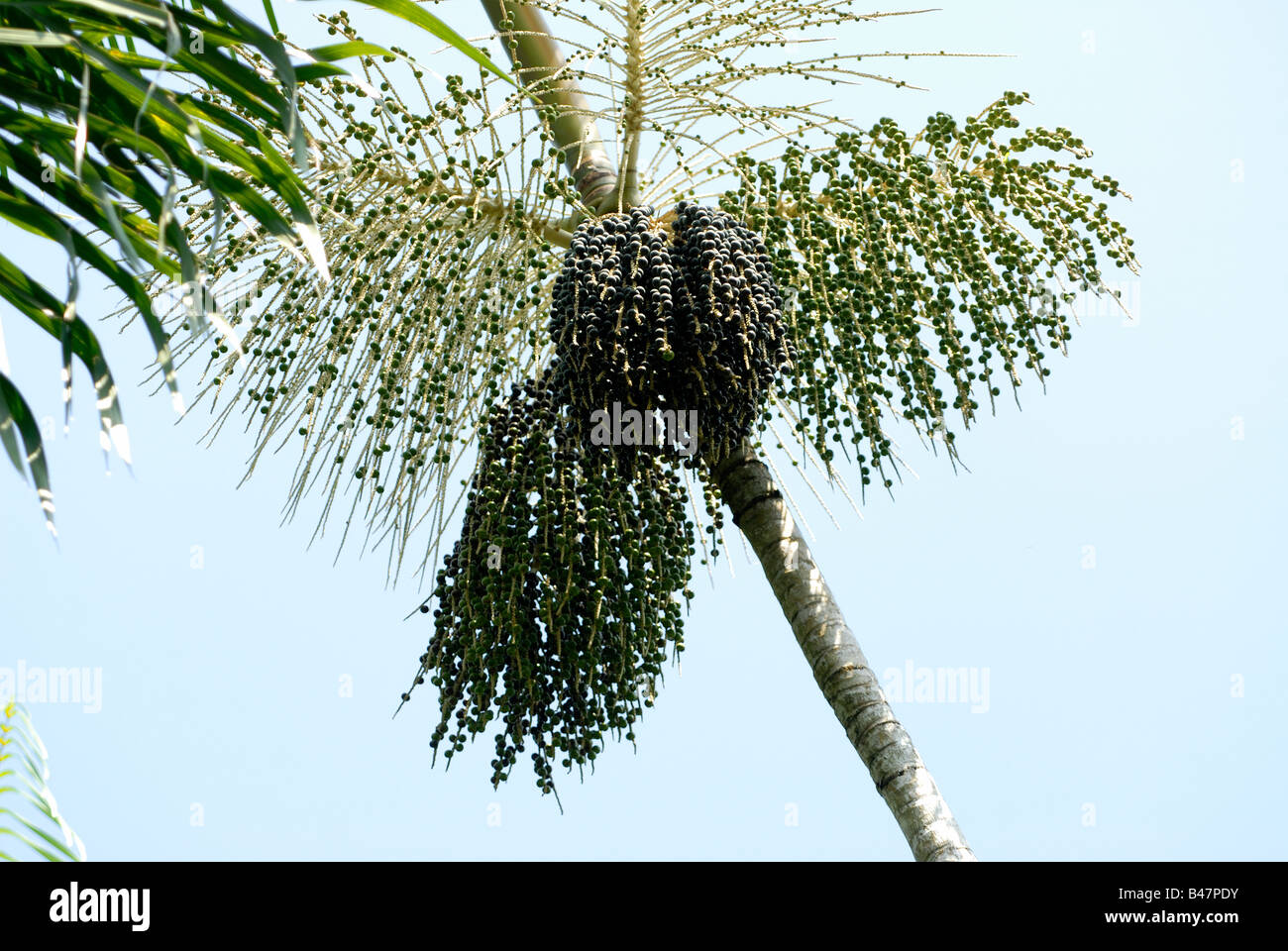 Ripe açaí berries, Euterpe oleracea, on palm tree Stock Photo