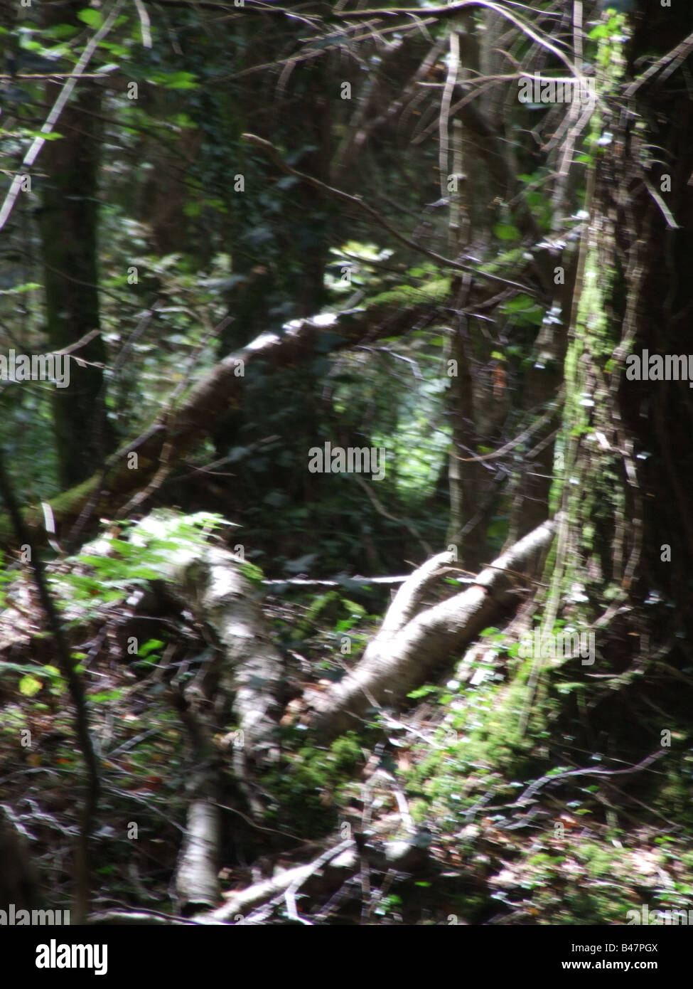 dark forest floor in sun Stock Photo - Alamy