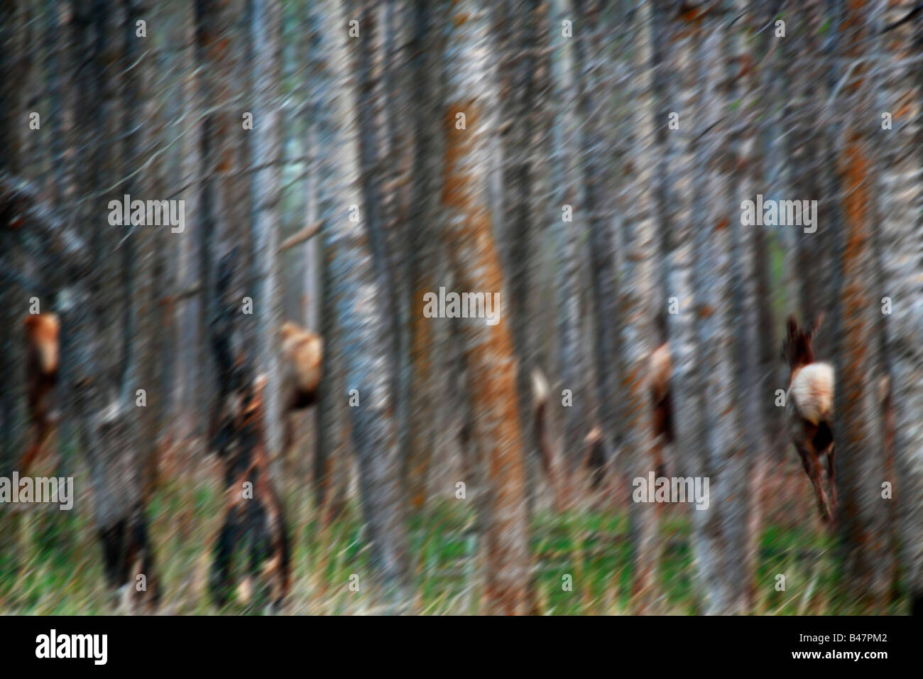 Elk in a forest Stock Photo - Alamy