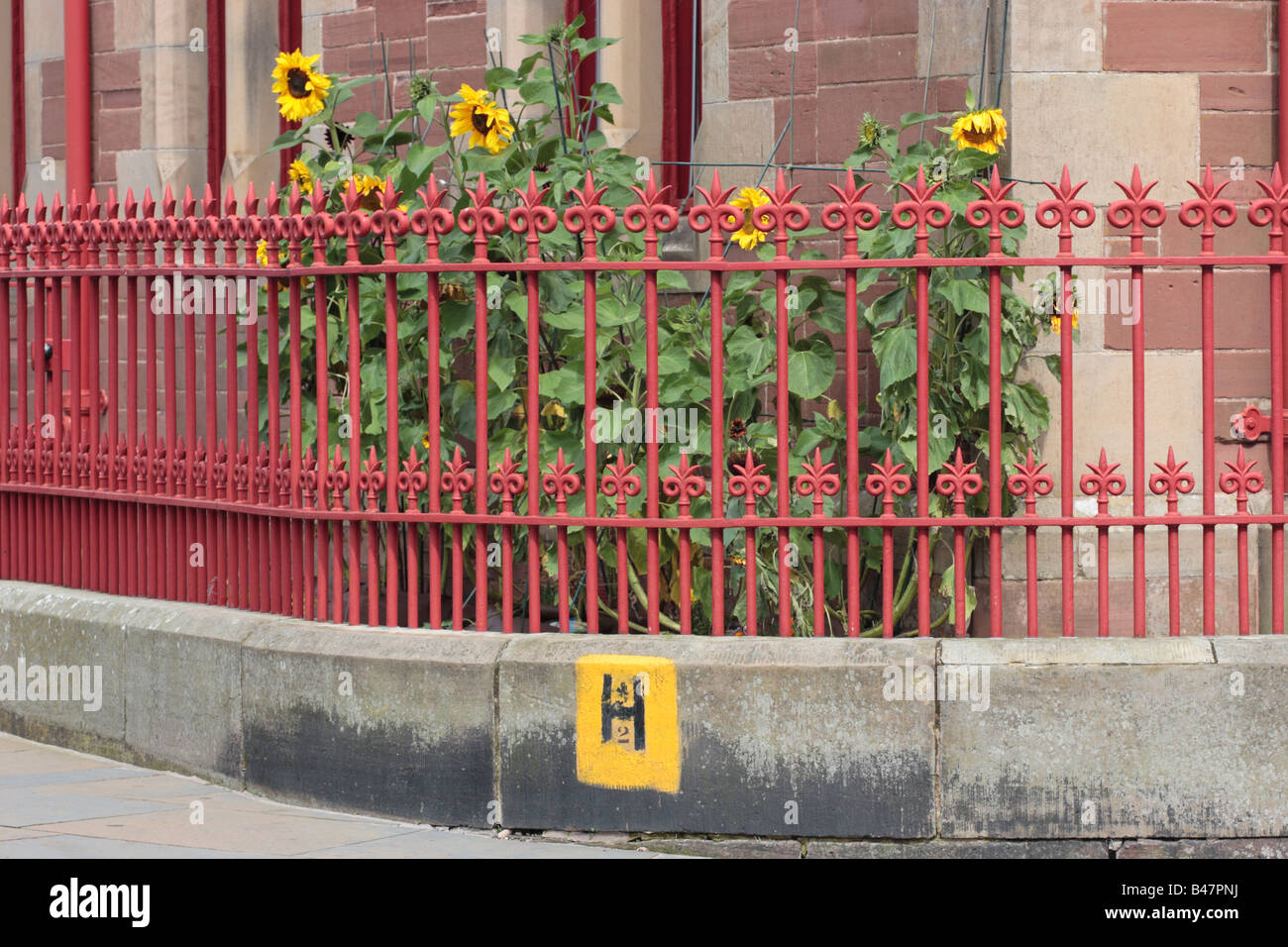 Sunflowers blossoming outside the County Buildings & Town Hall for the Wigtown in Bloom festival, Wigtown, Dumfries & Galloway. Stock Photo