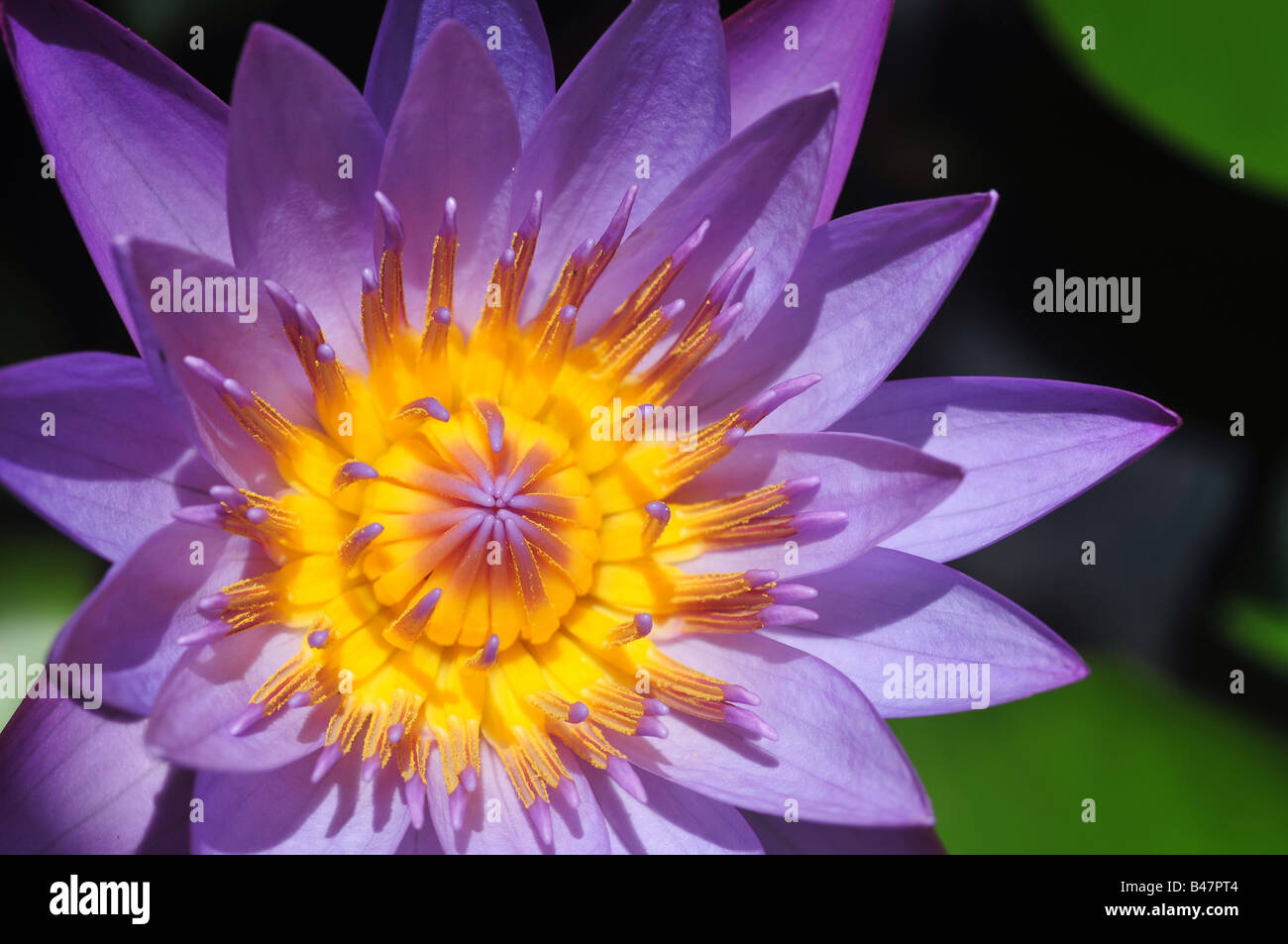 water lilly flower Stock Photo