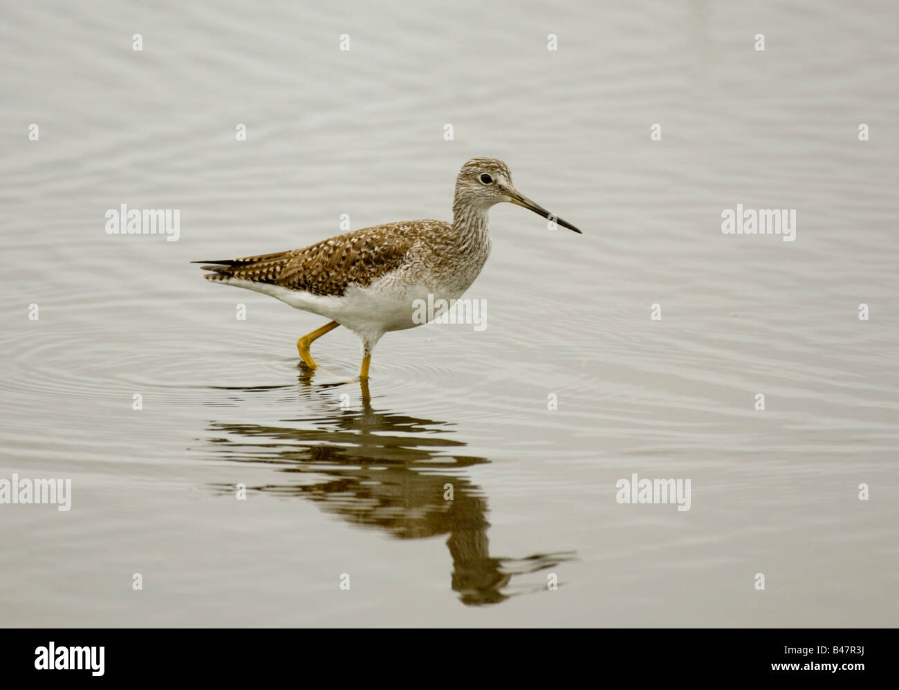 Greater Yellowlegs shore bird wading bird stalking Stock Photo