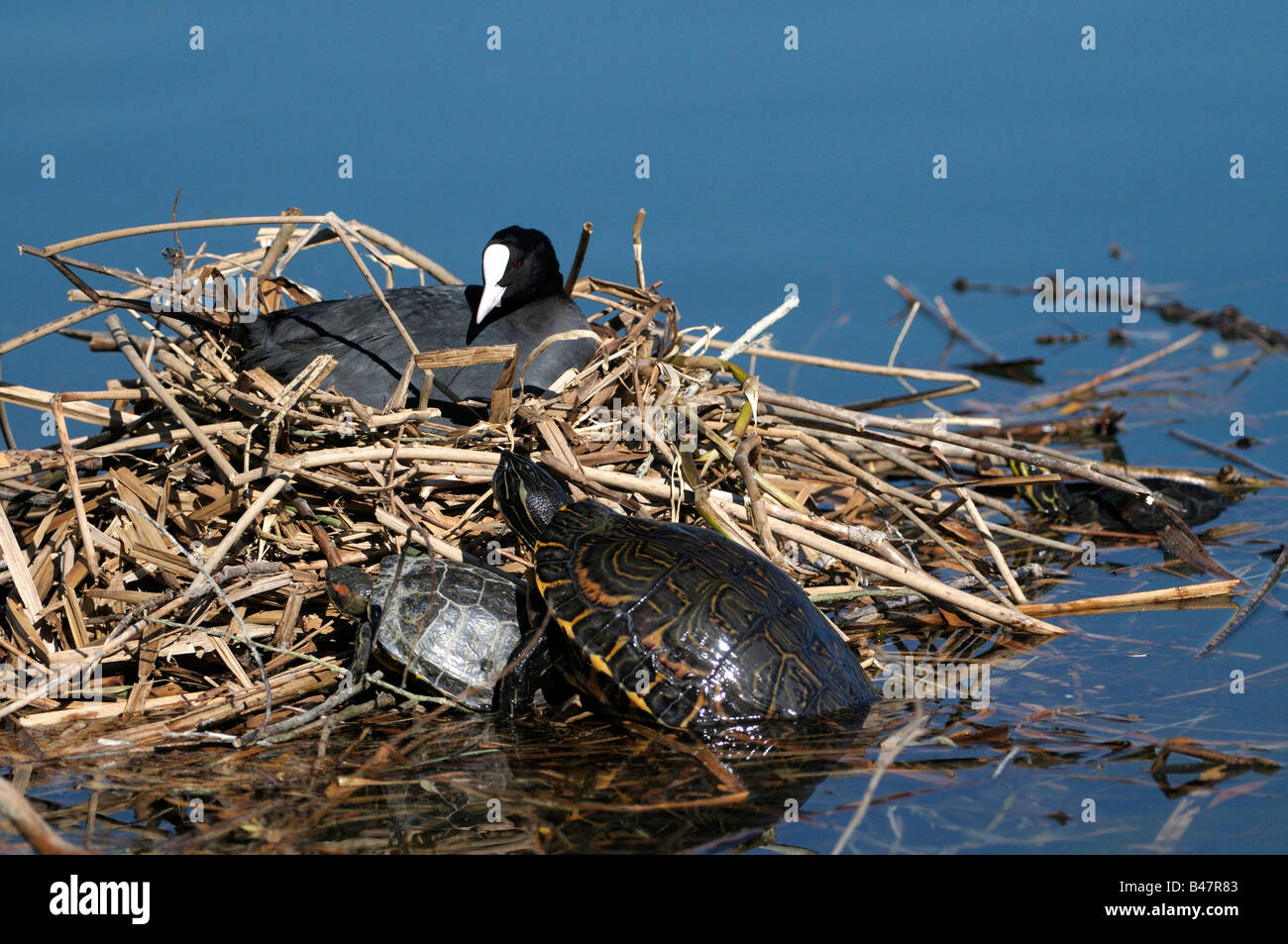 Coot (Fulica atra) incubating while Red eared Sliders Trachemys scripta elegans taking a sunbath on the edge of the nest Stock Photo
