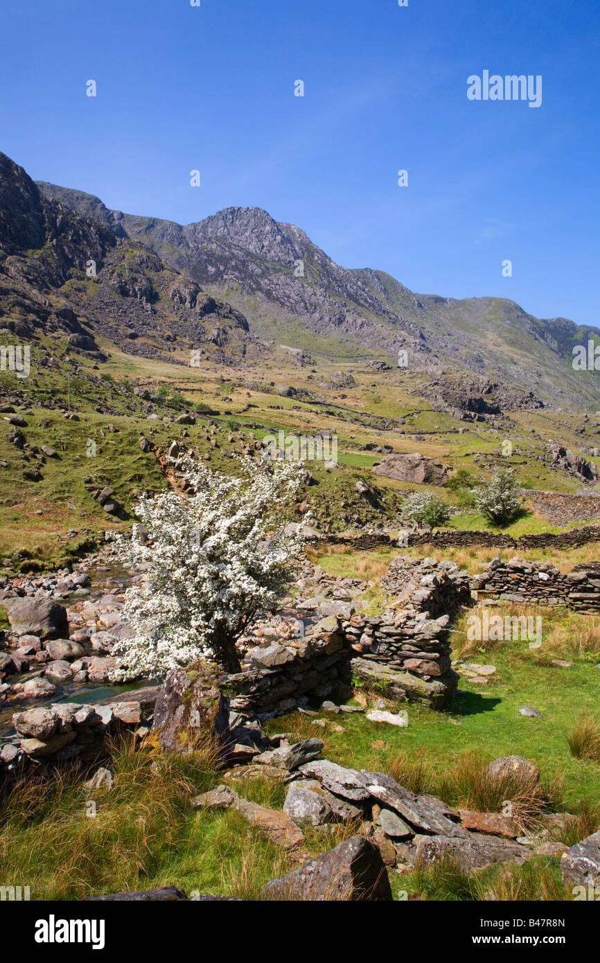 Spring Trees Pass of Llanberis Snowdonia Wales Stock Photo - Alamy