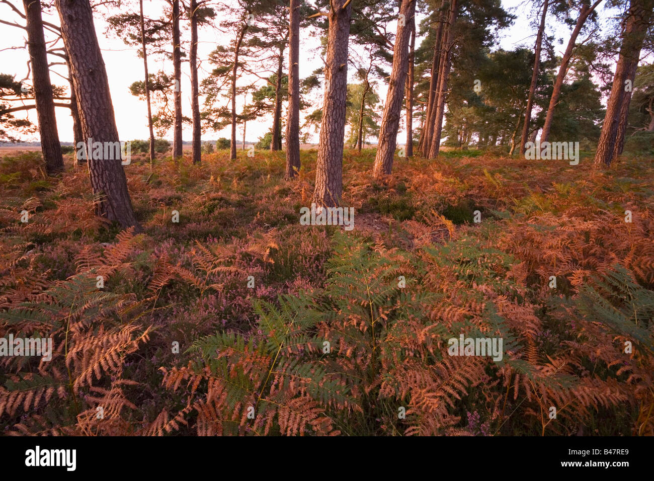 Pine Trees in Wilverley Enclosure at Sunset New Forest National Park Hampshire England Stock Photo