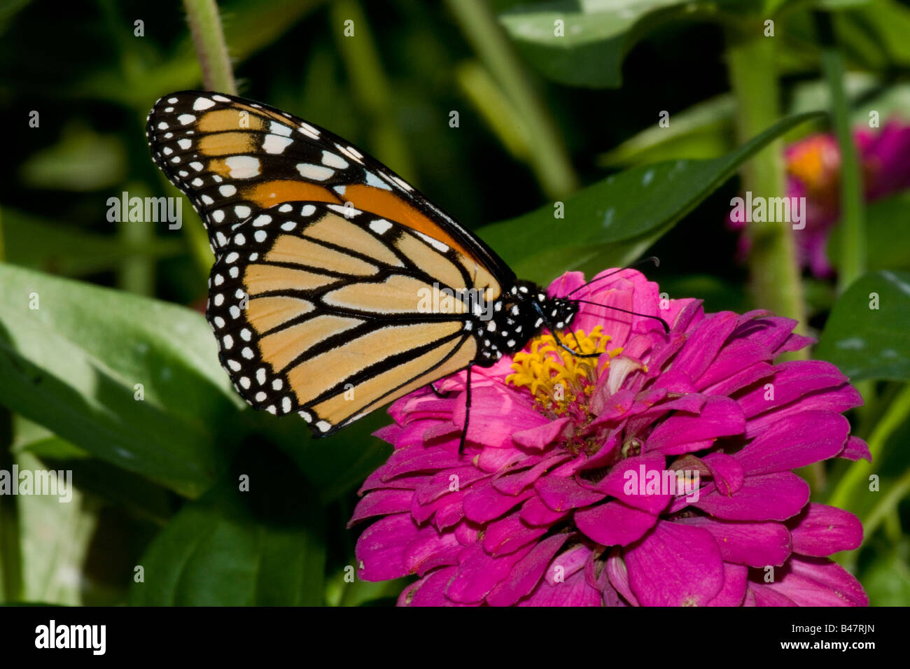 Monarch butterfly Danaus plexippus on zinnia blossom Stock Photo - Alamy