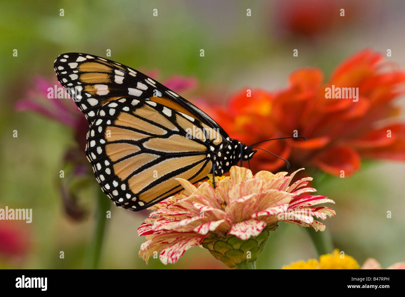 Monarch butterfly Danaus plexippus on zinnia blossom Stock Photo - Alamy