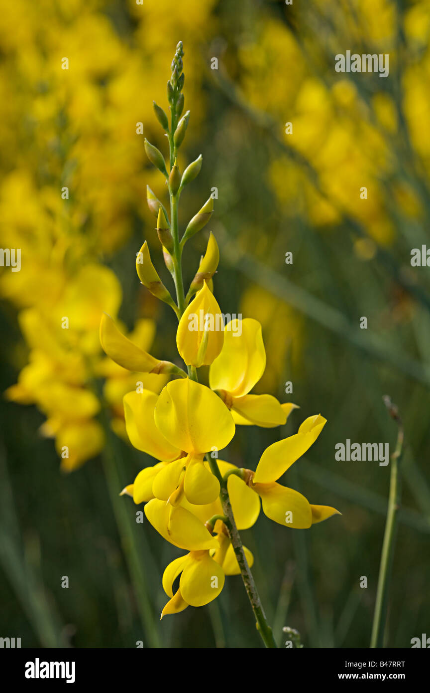 Spanish Broom flower "Spartium junceum" Stock Photo