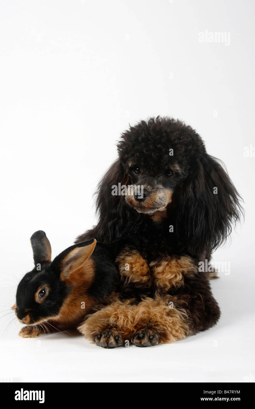 Domestic rabbit hi-res stock photography and images - Alamy