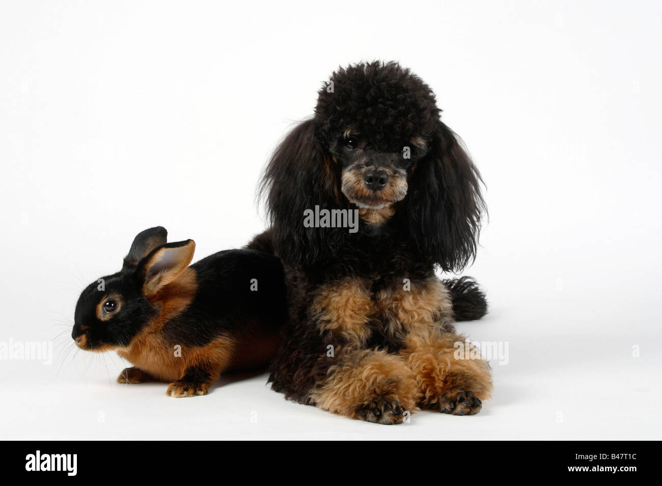 Minature Poodle black and tan and Tan Rabbit 13 weeks Domestic Rabbit ...